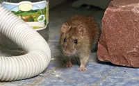 ratten en muizen