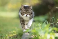 katten