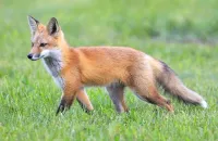 Wilde dieren vos