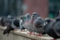Duiven