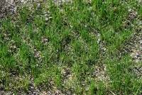 Graszaden