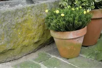 Groene Aanslag
