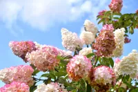 Hortensia's