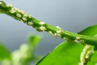 Insecten