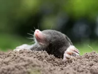 Mol