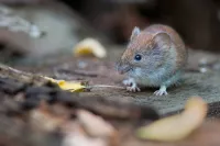 Muis