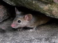 Muis