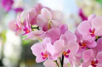 Orchidee