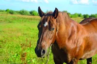 Paard Vliegen