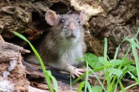 Rat