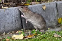Rat