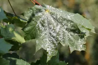 Schimmelziekte plant