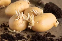 Kiemende aardappelen
