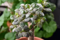 Meeldauw sierplant