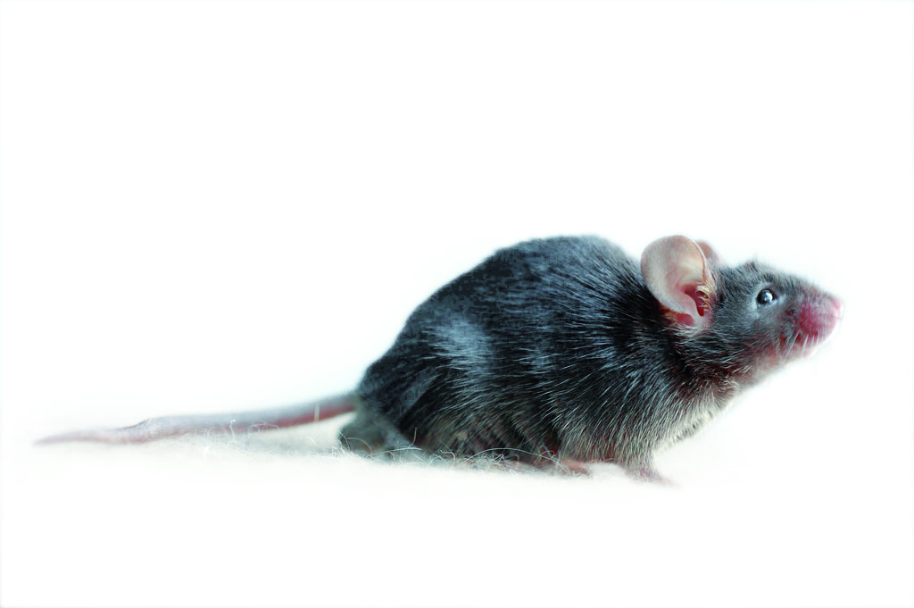 Muizen en ratten Image